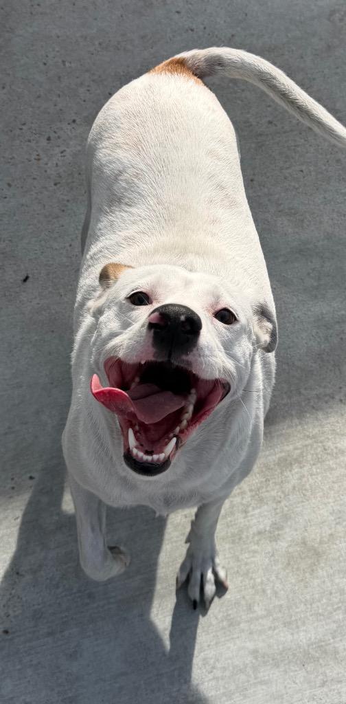 Queeny, a Adoptable Pit Bull Terrier in Greenwood, MS image 3/3