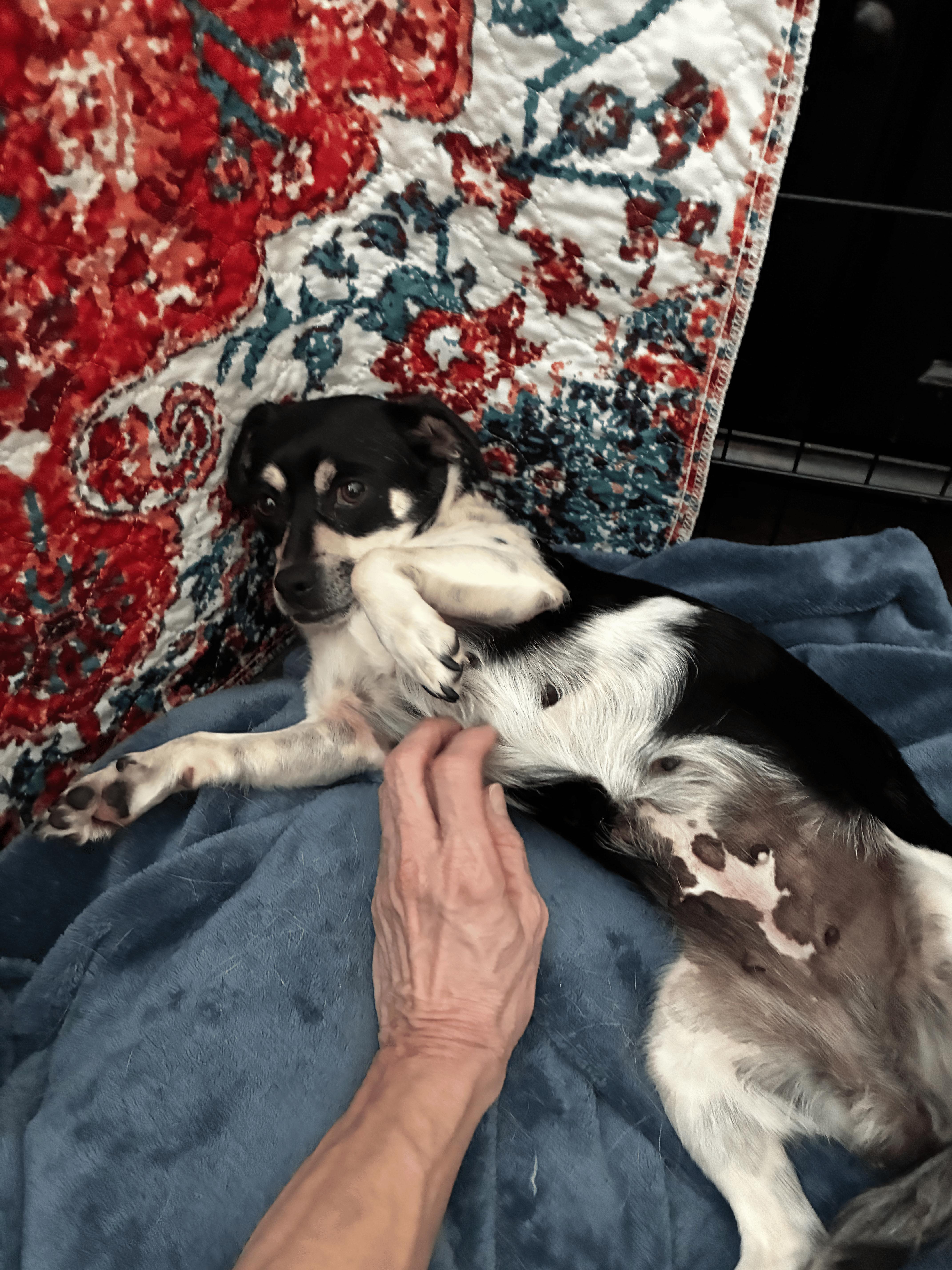 Enlarge Grace, a Adoptable mixed breed in Denver, NC image 3/5