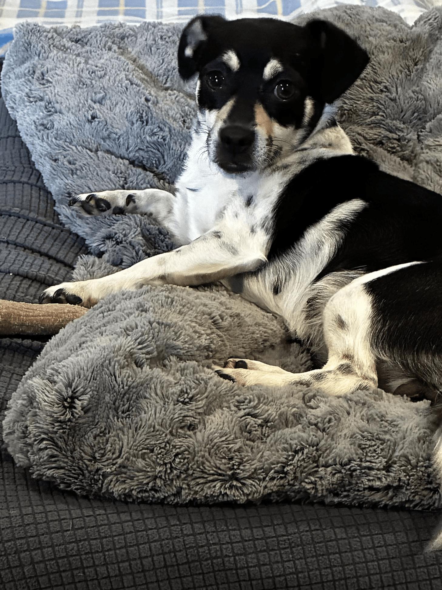 Enlarge Grace, a Adoptable mixed breed in Denver, NC image 2/5