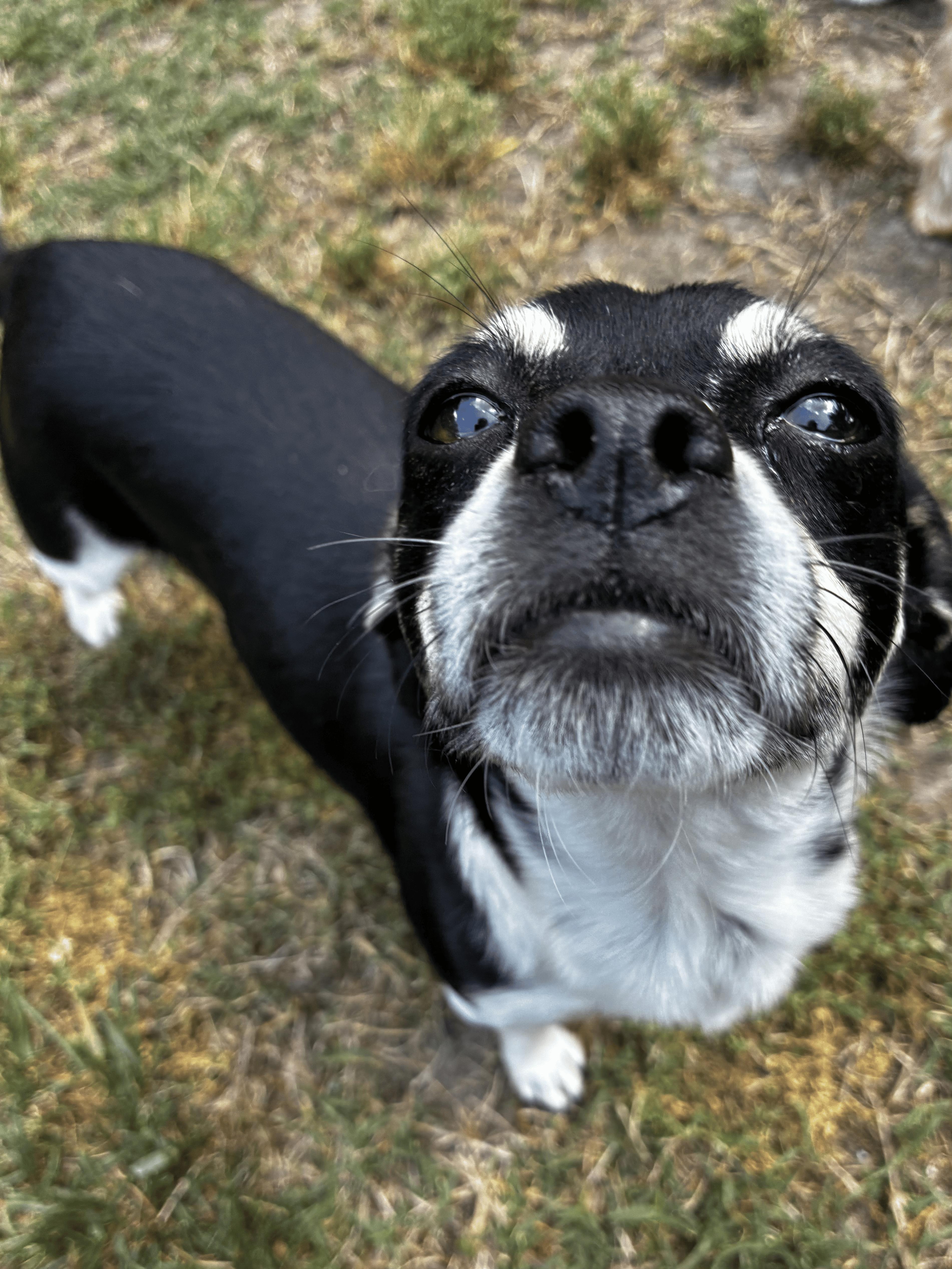 Grace, Adoptable, Adult Female Jack Russell Terrier & Chihuahua.