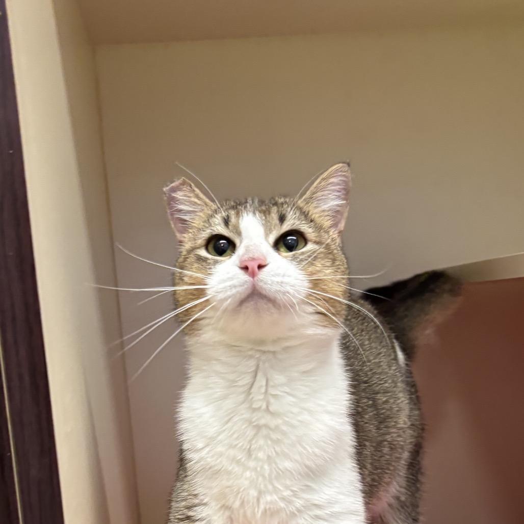 Wren, Adoptable, Adult Female Domestic Short Hair.