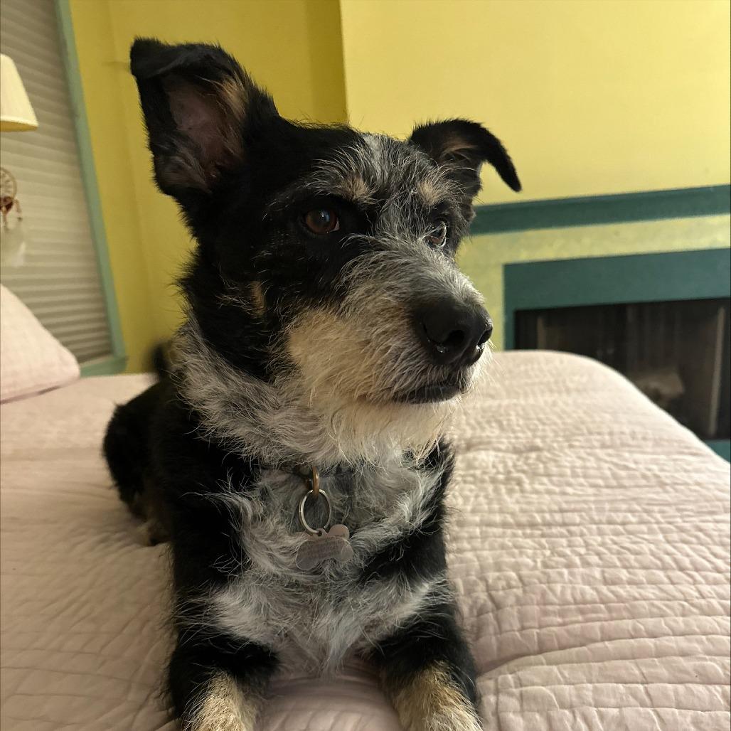 Enlarge NY/CT Woody (Home in Brookfield), a Adoptable mixed breed in Stormville, NY image 4/4