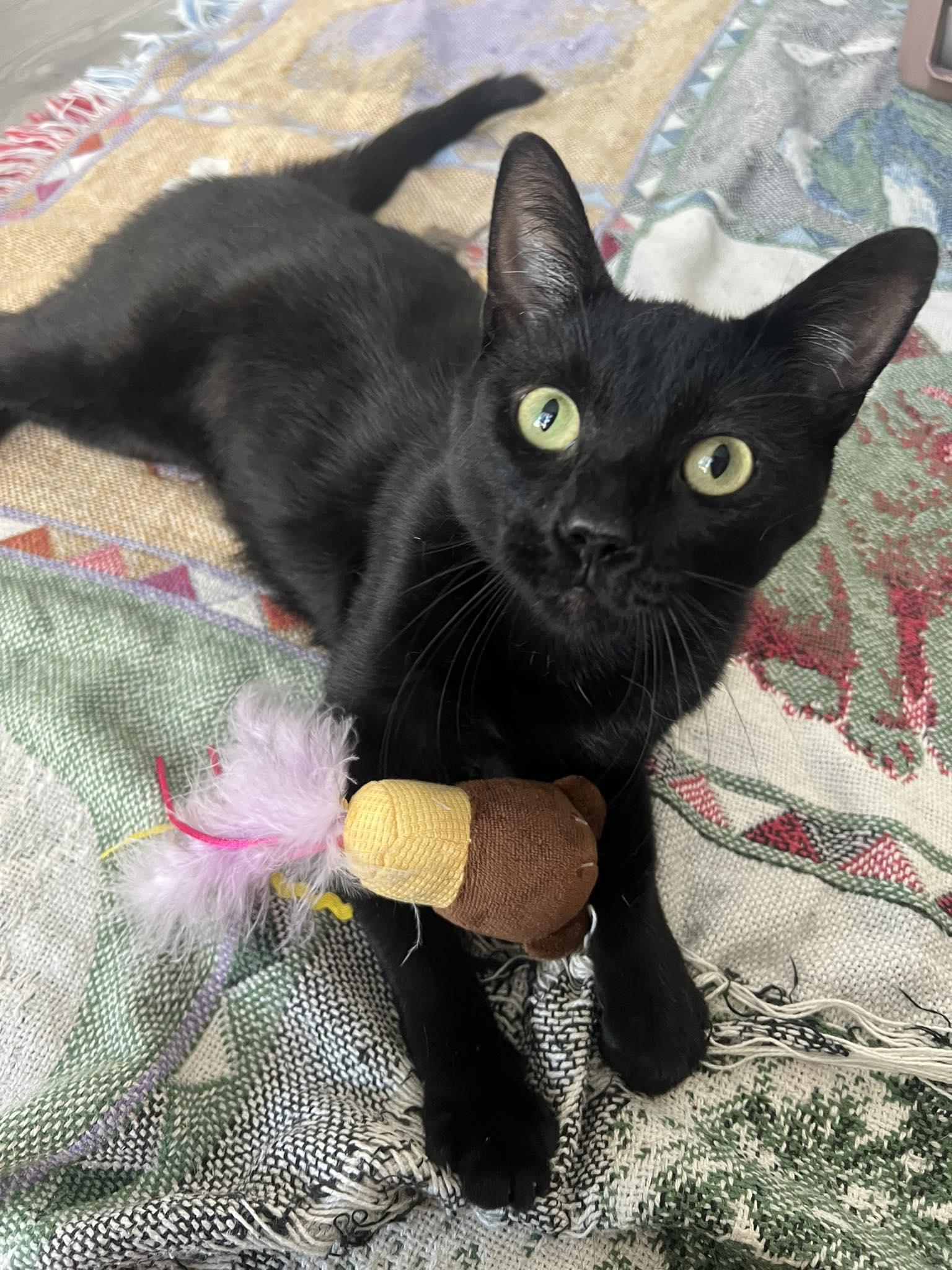 Enlarge Wednesday, a Adopted Domestic Short Hair in Philadelphia, PA image 2/4