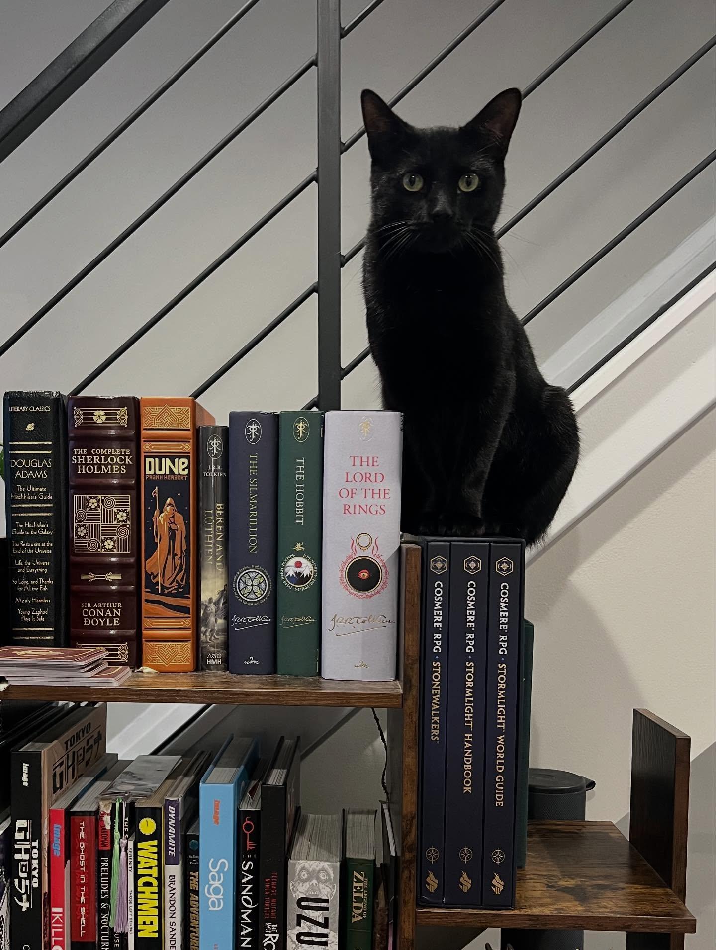 Wednesday, Adopted, Adult Female Domestic Short Hair.