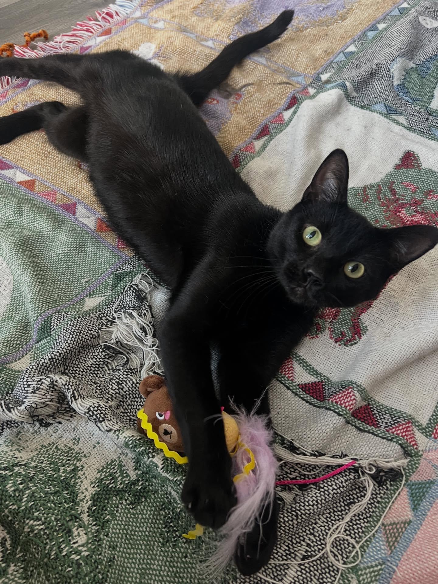 Enlarge Wednesday, a Adopted Domestic Short Hair in Philadelphia, PA image 3/4