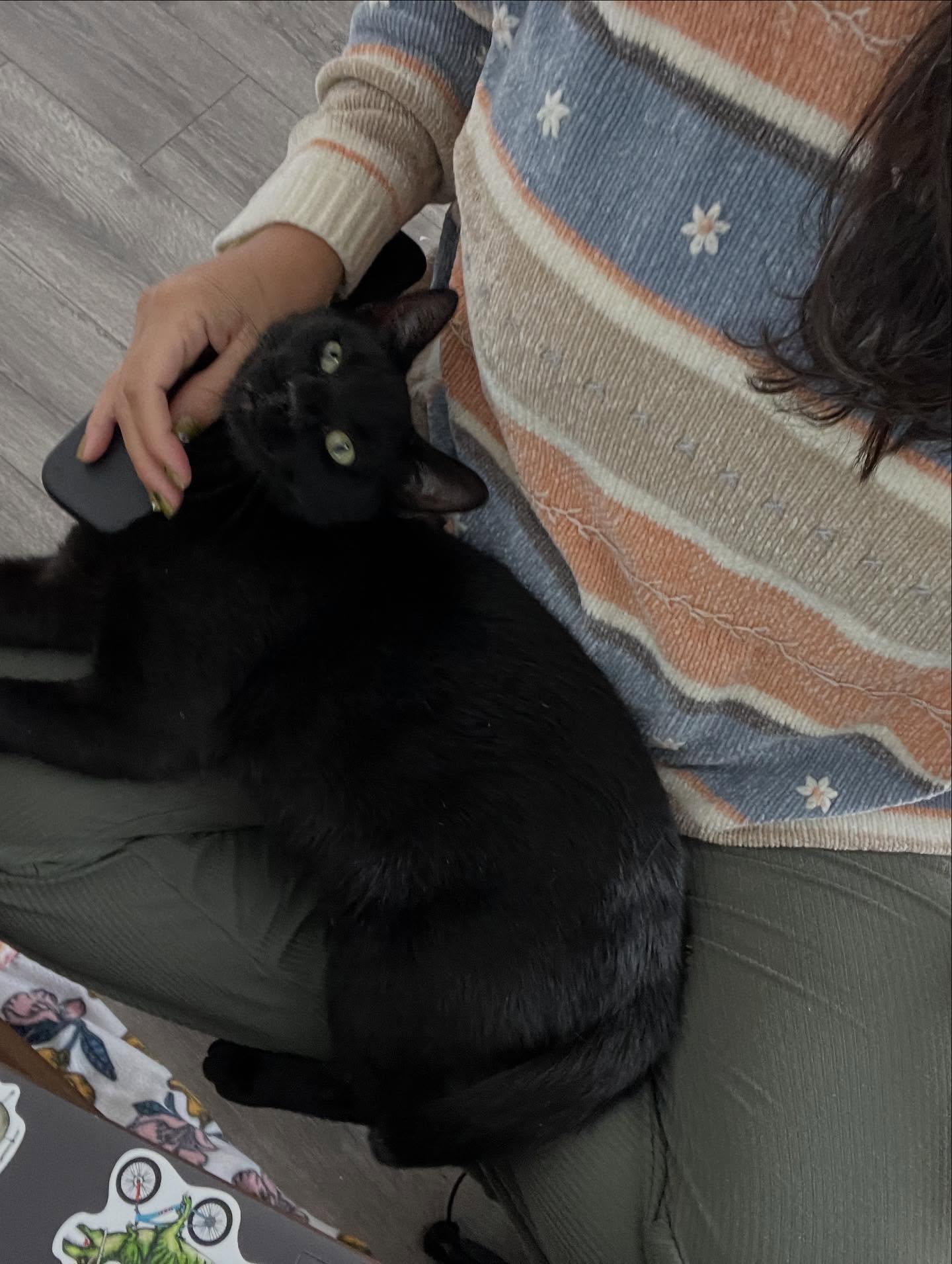 Enlarge Wednesday, a Adopted Domestic Short Hair in Philadelphia, PA image 4/4