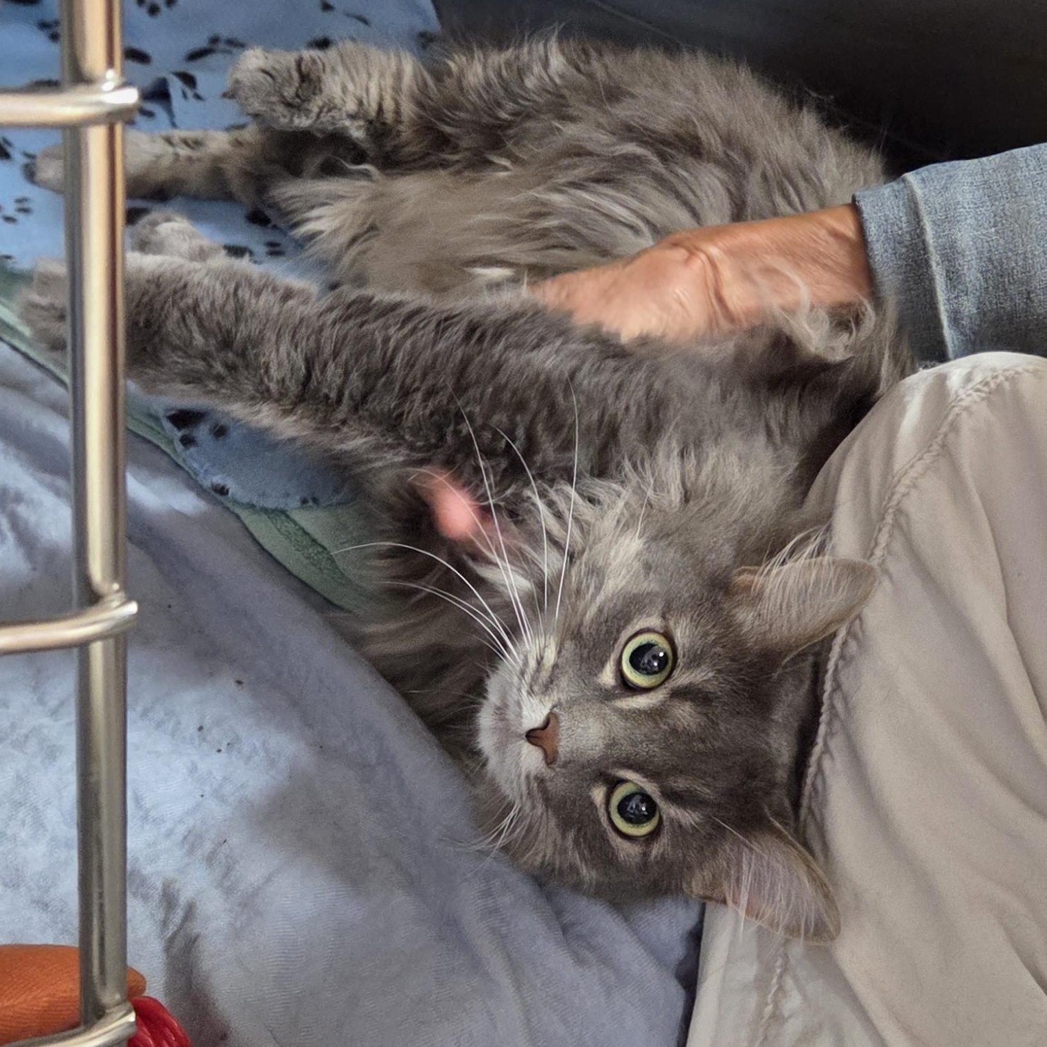 Enlarge Juliet, a ADOPTABLE mixed breed in Carsonville, MI image 1/2