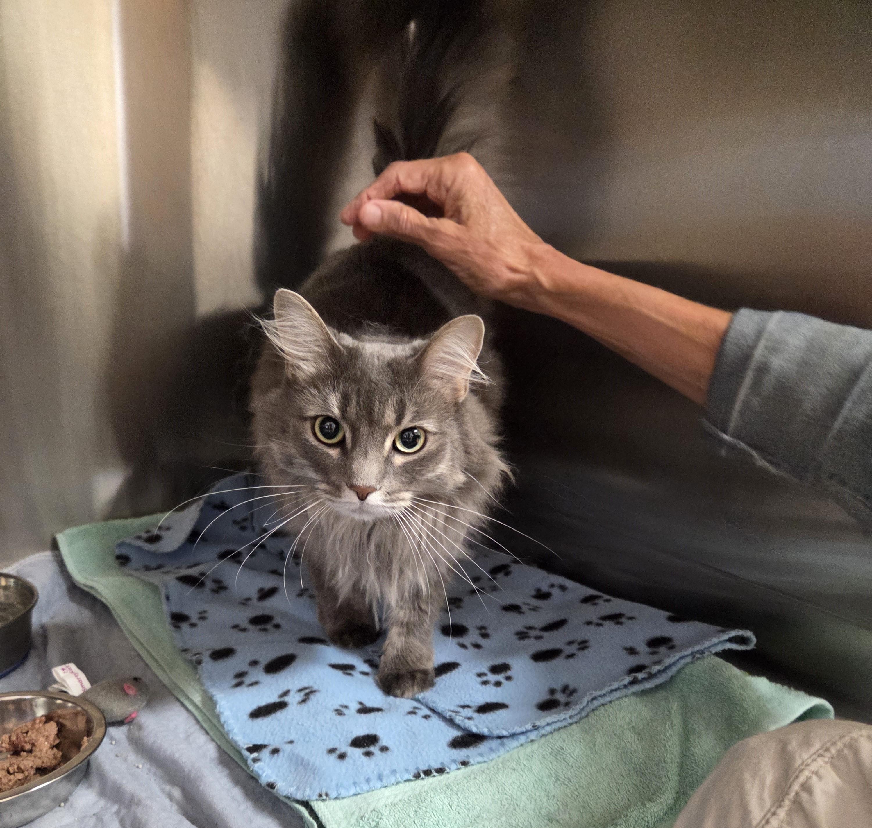 Enlarge Juliet, a ADOPTABLE mixed breed in Carsonville, MI image 2/2