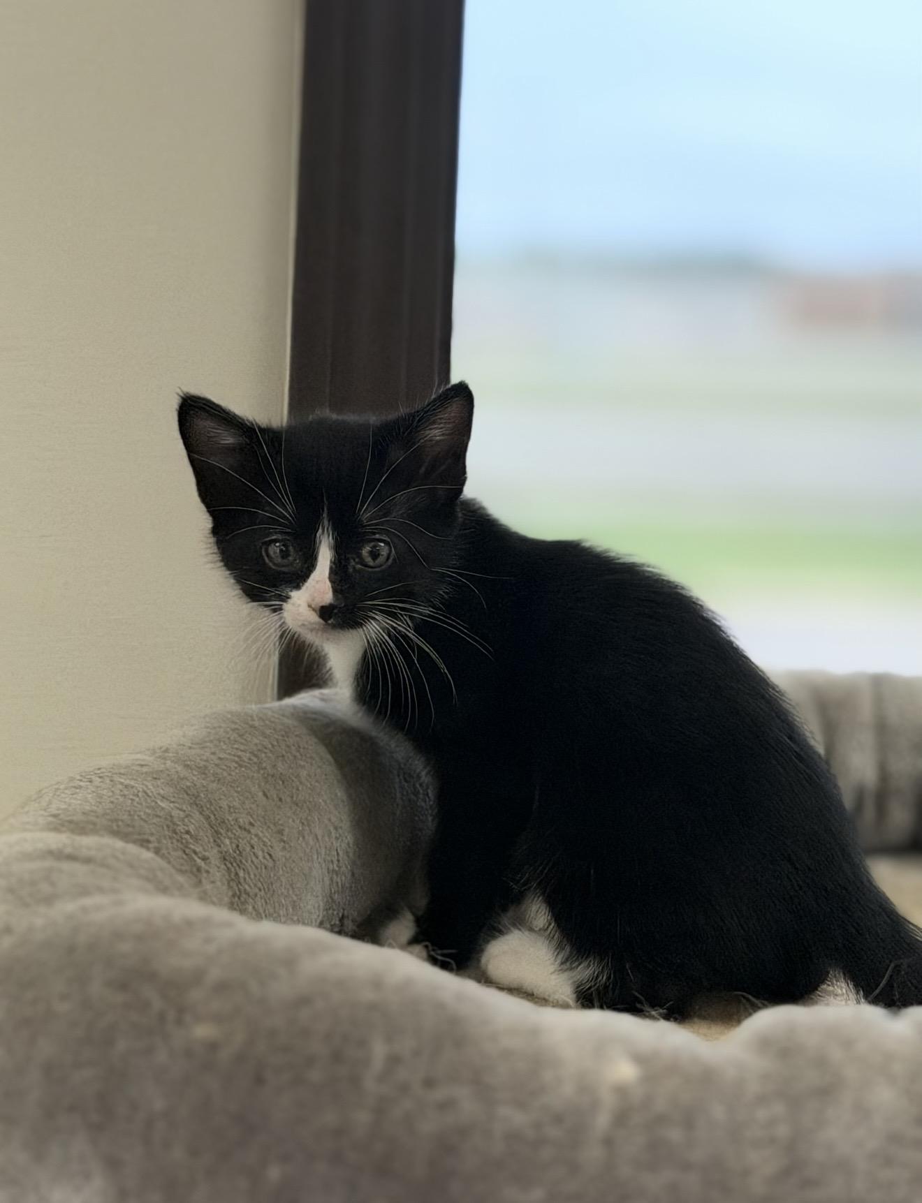 Aura, ADOPTABLE, Kitten Female Domestic Short Hair.