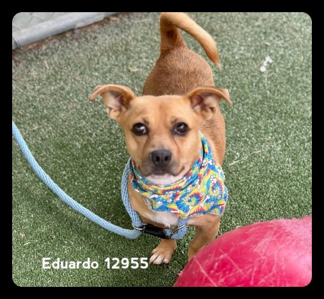 EDUARDO