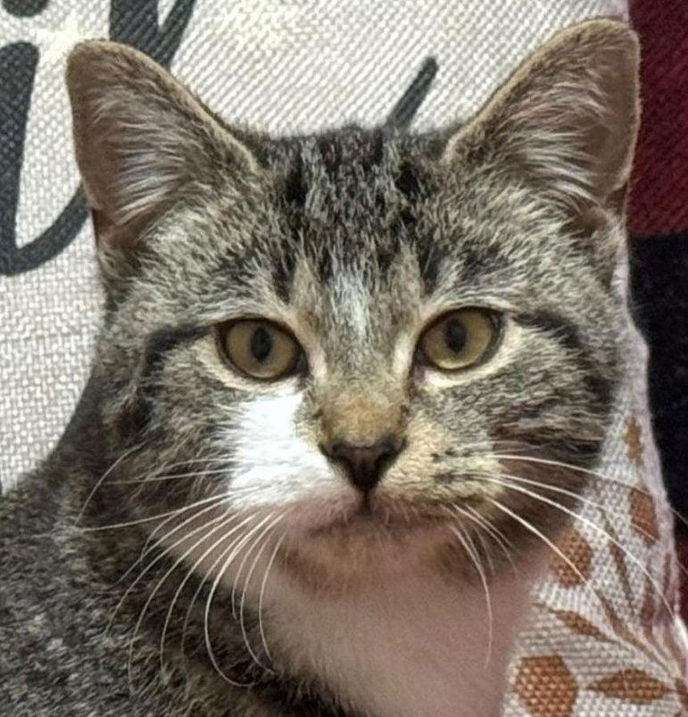 Toby, a Adoptable Tabby in Orleans, ON image 1/3