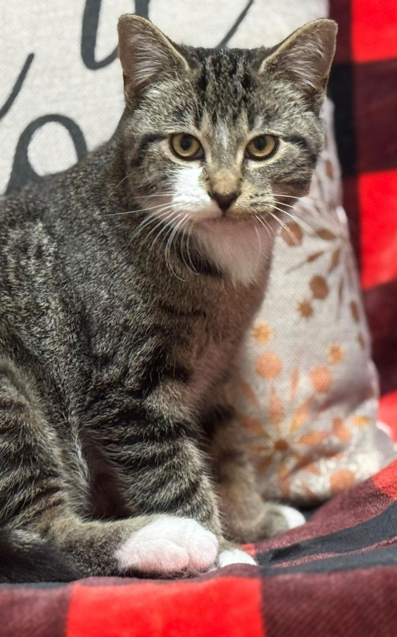 Toby, a Adoptable Tabby in Orleans, ON image 3/3