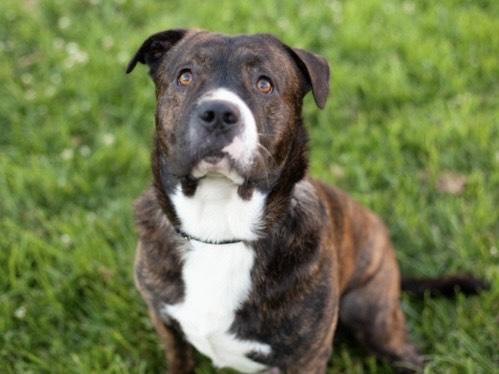 YAM YAM, Adoptable, Adult Male Pit Bull Terrier.