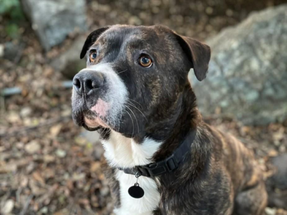 Enlarge YAM YAM, a Adoptable Pit Bull Terrier in Martinez, CA image 1/1