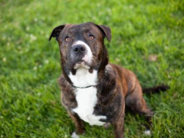 YAM YAM, Adoptable, Adult Male Pit Bull Terrier.