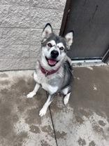 Trigger, Adoptable, Adult Female Husky.