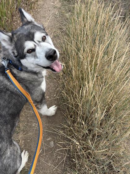 Enlarge Trigger, a Adoptable Husky in Steamboat Springs, CO image 2/3