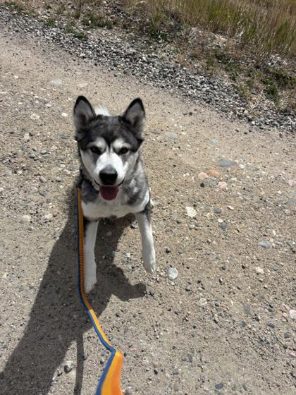 Trigger, Adoptable, Adult Female Husky.