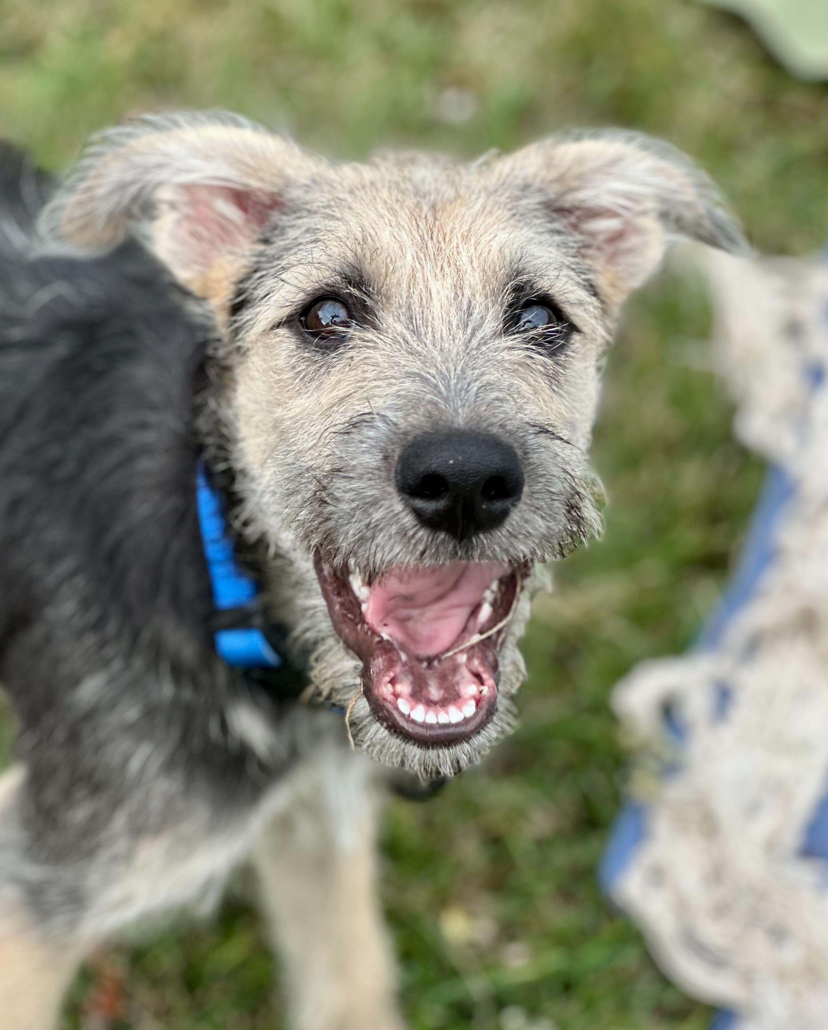 Enlarge ROCA, a Adopted mixed breed in Fuquay Varina, NC image 1/5