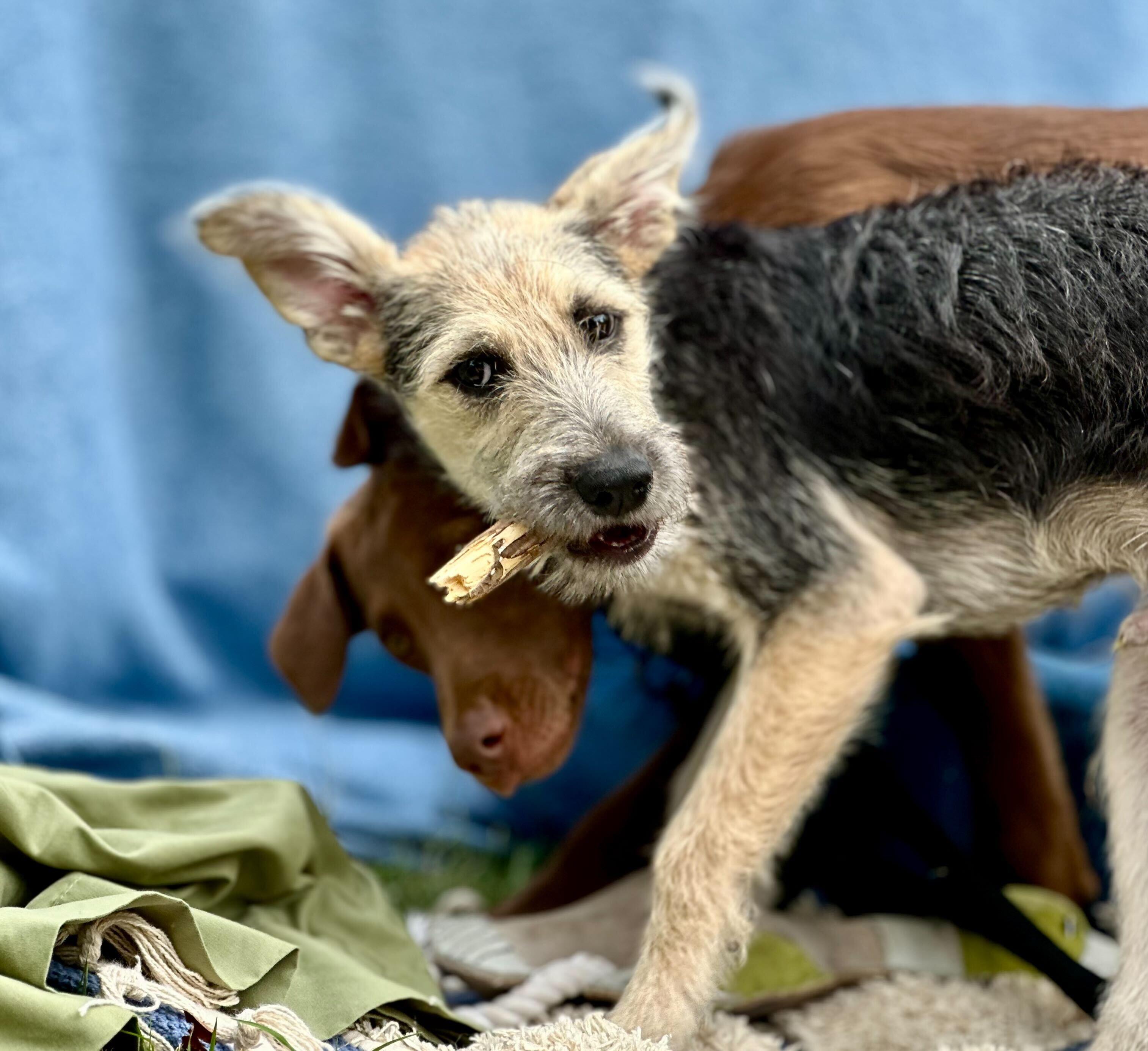 Enlarge ROCA, a Adopted mixed breed in Fuquay Varina, NC image 2/5