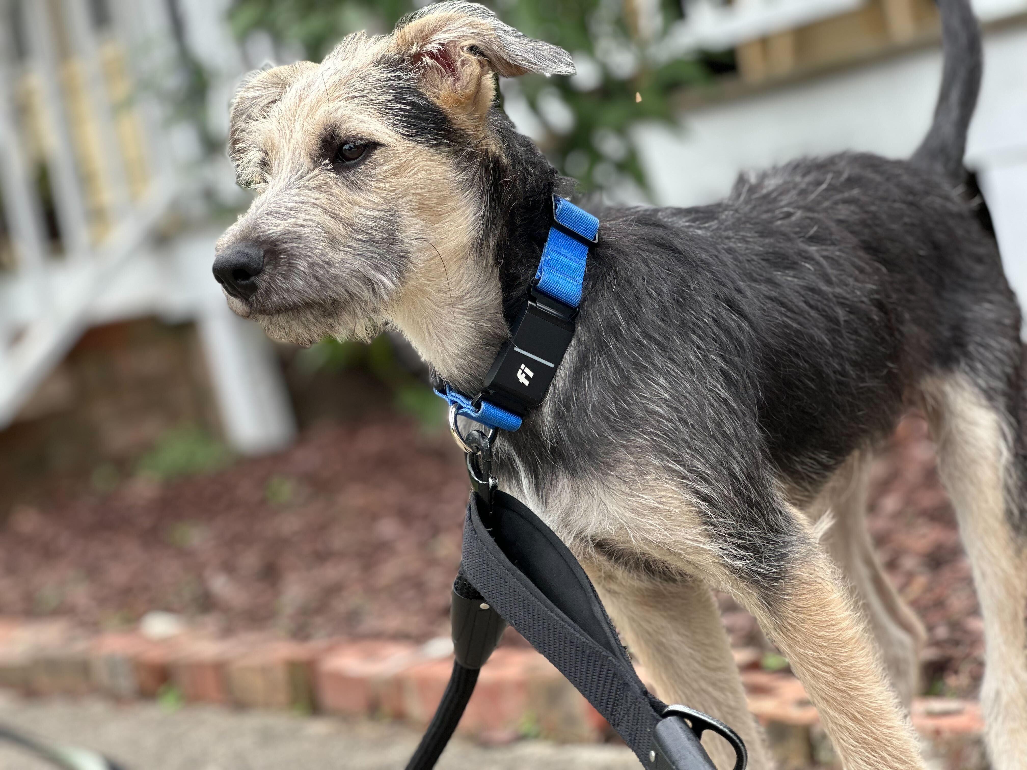 Enlarge ROCA, a Adopted mixed breed in Fuquay Varina, NC image 4/5