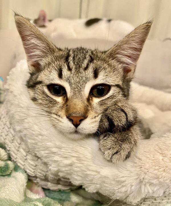 Cookie, Adoptable, Young Male Domestic Short Hair.