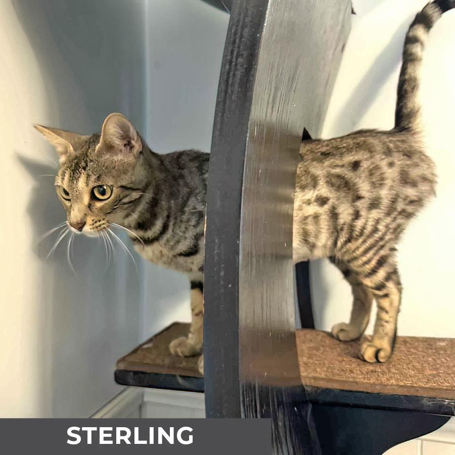 Enlarge Sterling, a Adoptable mixed breed in Etobicoke, ON image 4/6