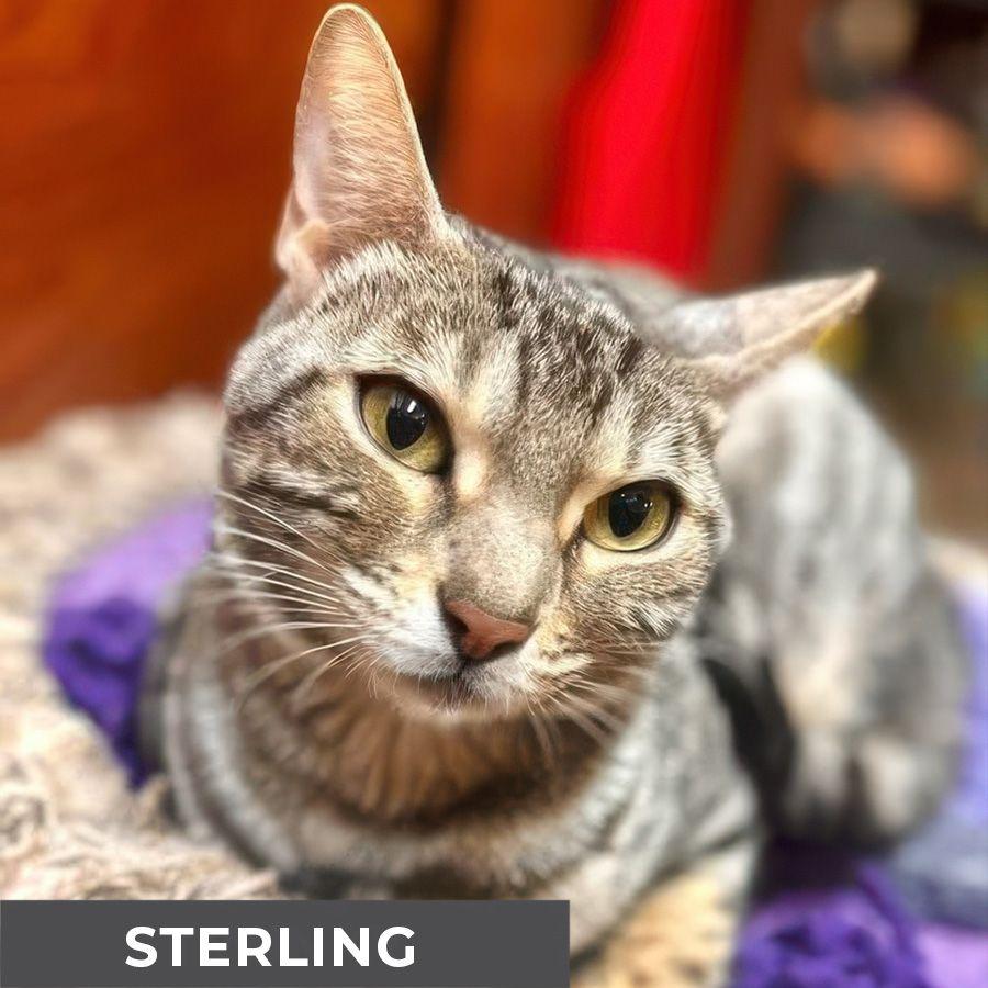 Sterling, a Adoptable mixed breed in Etobicoke, ON image 1/6