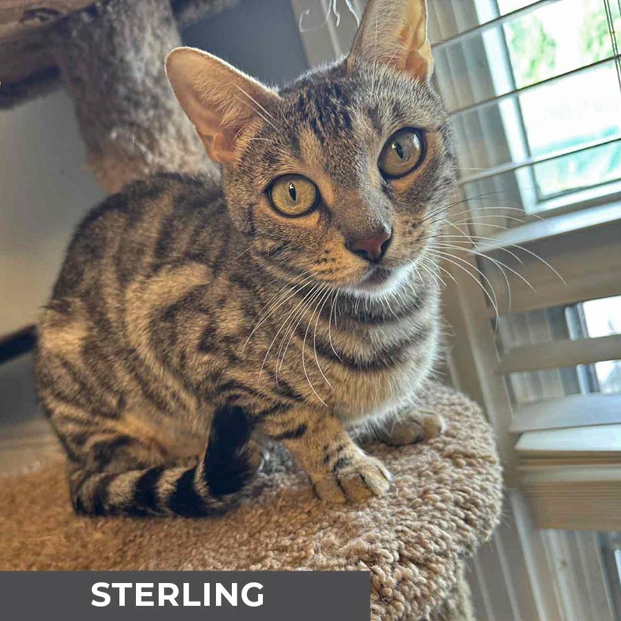 Sterling, Adoptable, Adult Female Domestic Short Hair & Bengal.