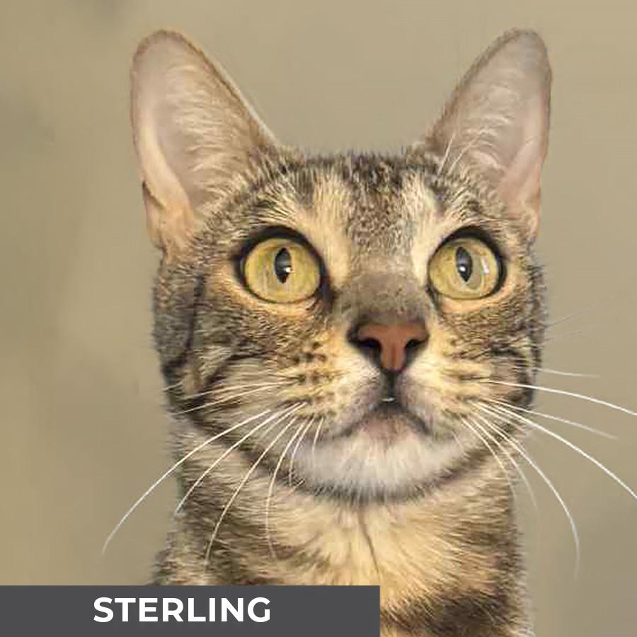 Sterling