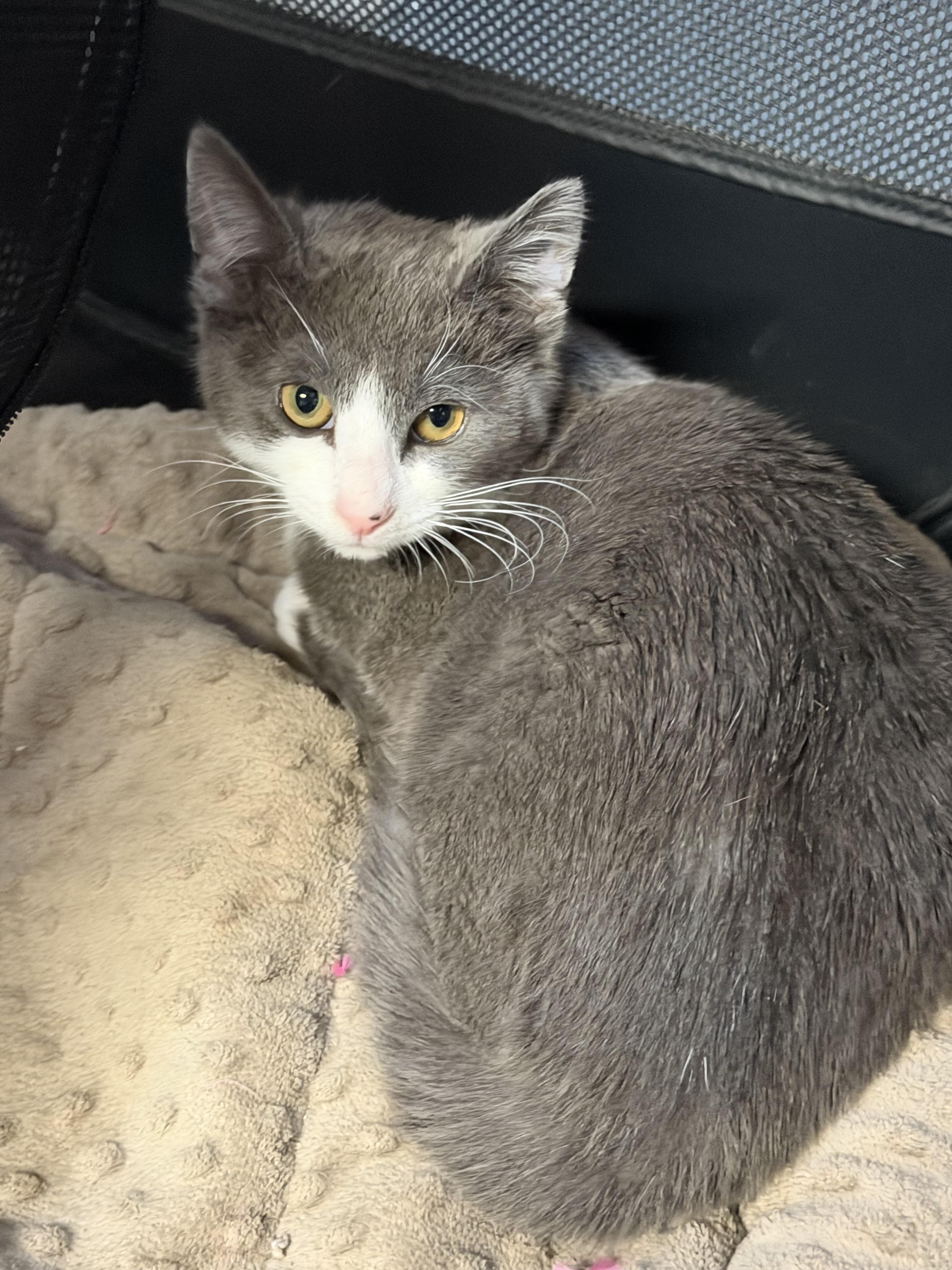 Enlarge Spaghetti , a ADOPTABLE American Shorthair in Highland Park, NJ image 2/2