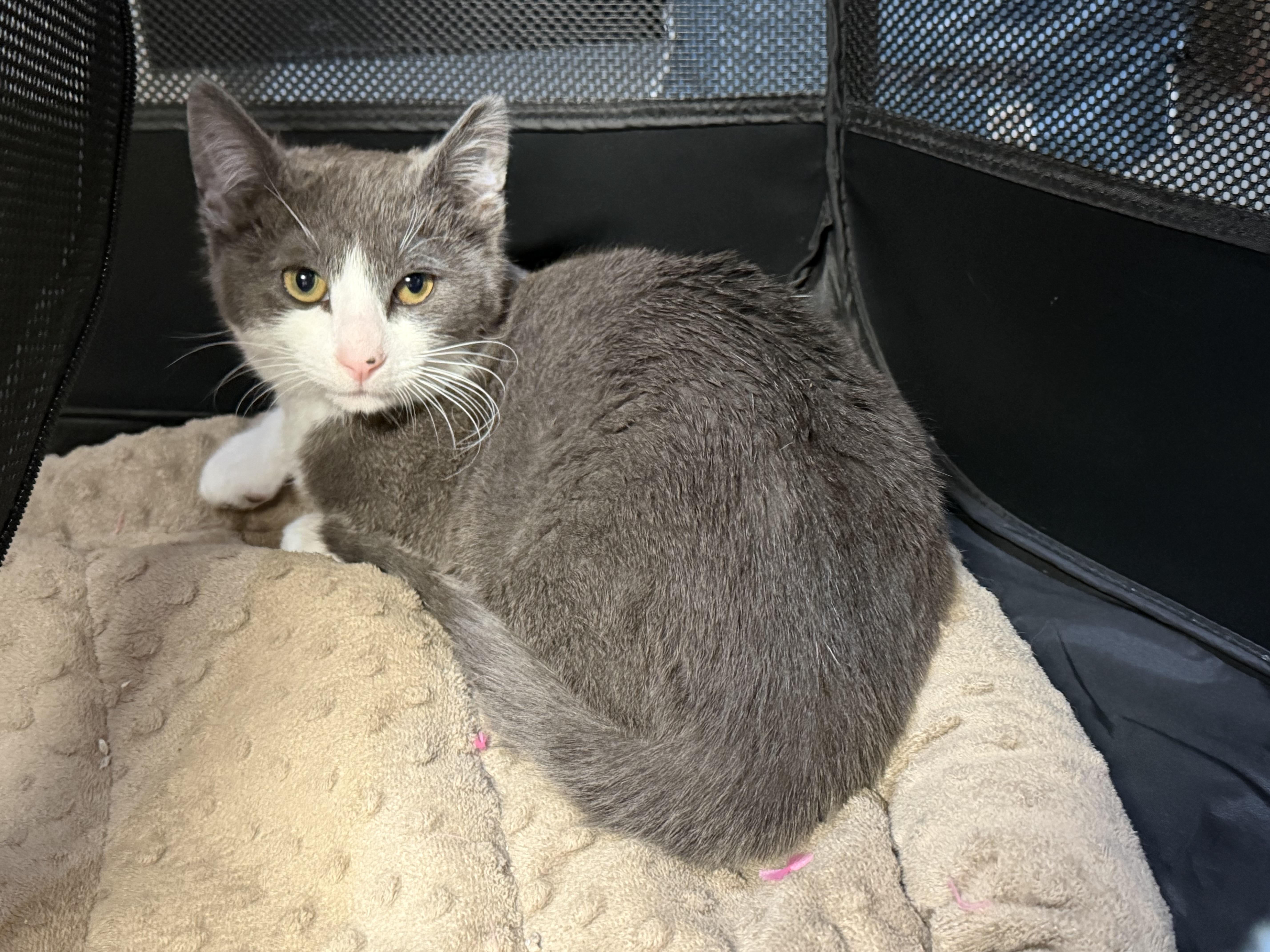 Enlarge Spaghetti , a ADOPTABLE American Shorthair in Highland Park, NJ image 1/2