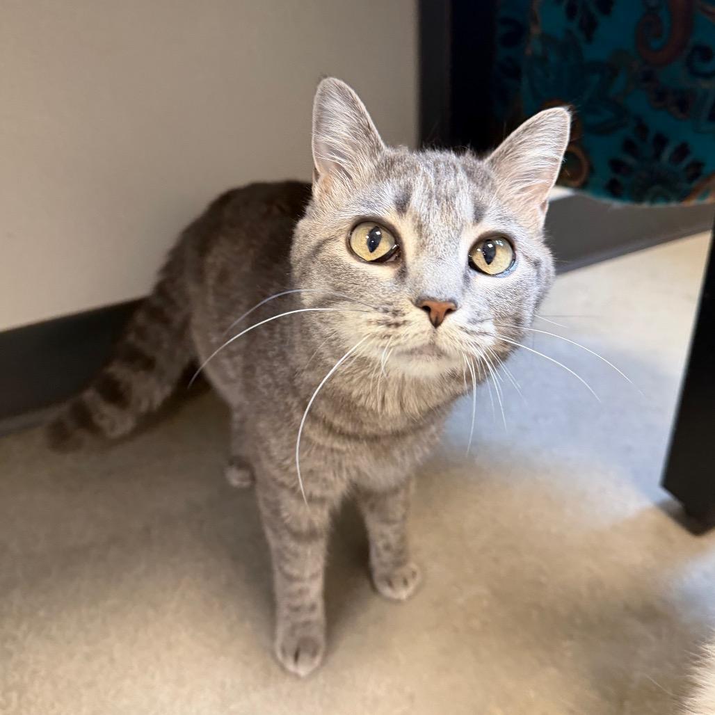 Mouse, Adoptable, Adult Female Domestic Short Hair.