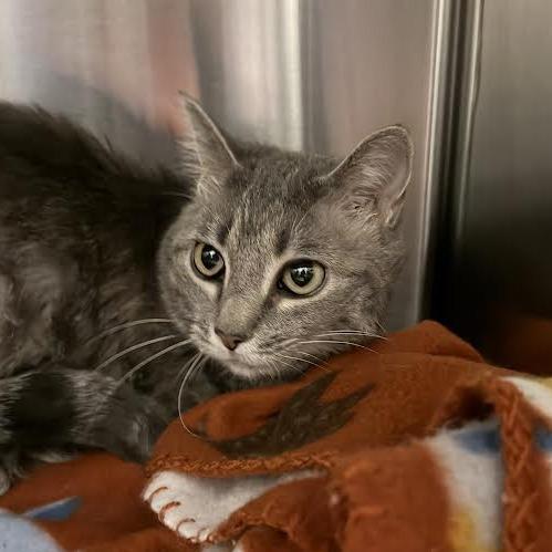 Enlarge Mouse, a Adoptable Domestic Short Hair in Cody, WY image 2/3