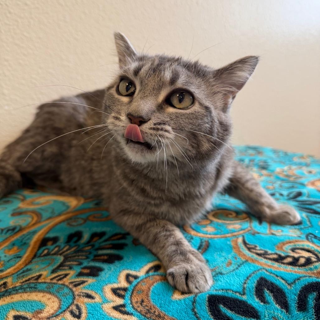 Enlarge Mouse, a Adoptable Domestic Short Hair in Cody, WY image 3/3