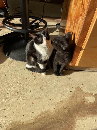 Penne — thumbnail 2