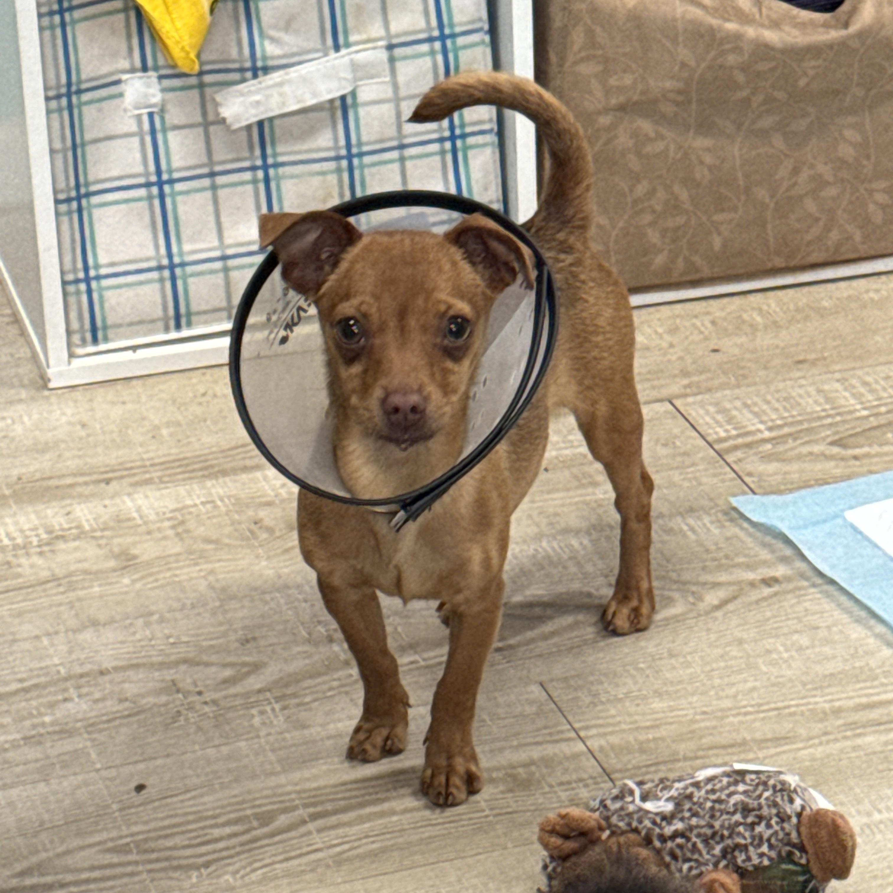 Enlarge Popcorn , a ADOPTABLE mixed breed in Baker, LA image 2/2