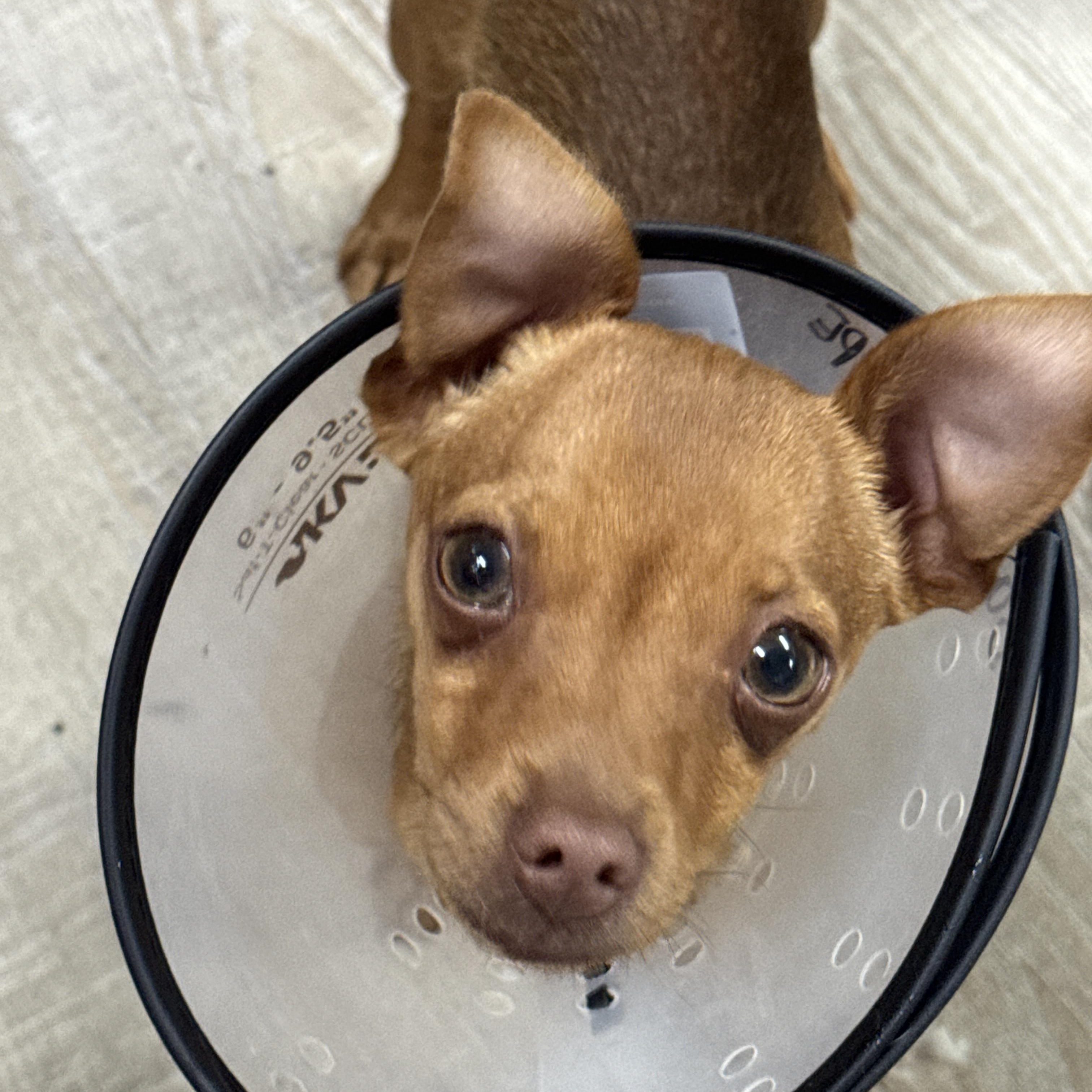 Enlarge Popcorn , a ADOPTABLE mixed breed in Baker, LA image 1/2