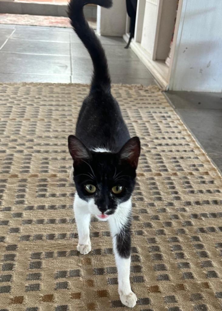 Enlarge Louisa, a Adoptable mixed breed in Corral del Risco, NAY image 1/5