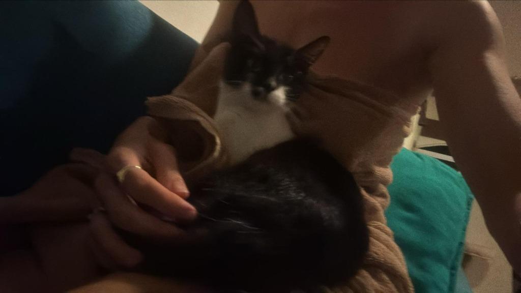 Enlarge Louisa, a Adoptable mixed breed in Corral del Risco, NAY image 2/5