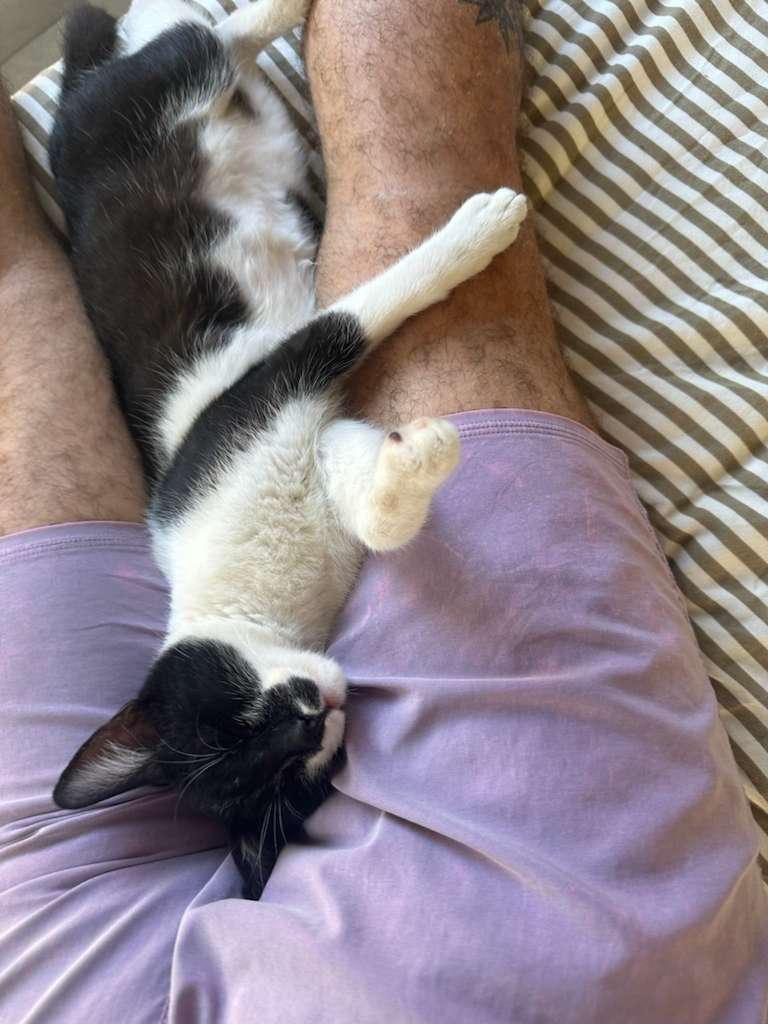 Enlarge Louisa, a Adoptable mixed breed in Corral del Risco, NAY image 5/5