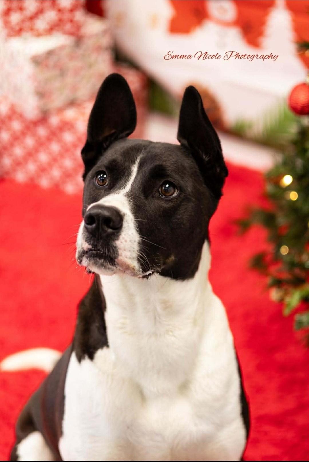 Banjo, a Adoptable mixed breed image 6/6