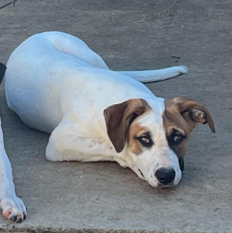 Enlarge Iron, a Adoptable Mixed Breed in Durant, OK image 1/4