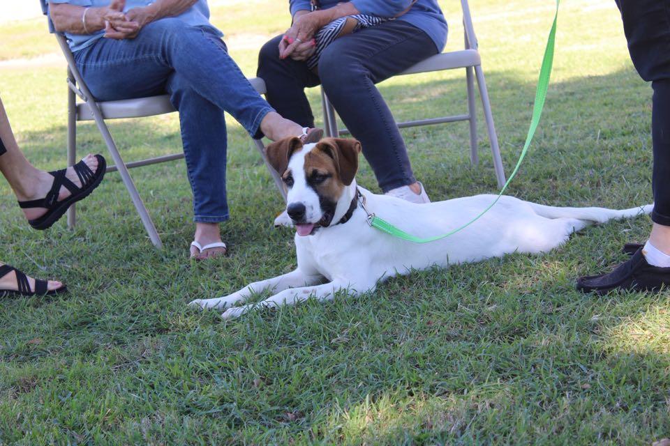 Enlarge Iron, a Adoptable Mixed Breed in Durant, OK image 2/4