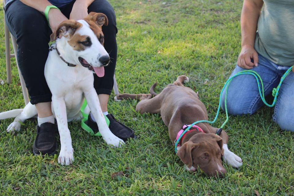 Enlarge Iron, a Adoptable Mixed Breed in Durant, OK image 3/4