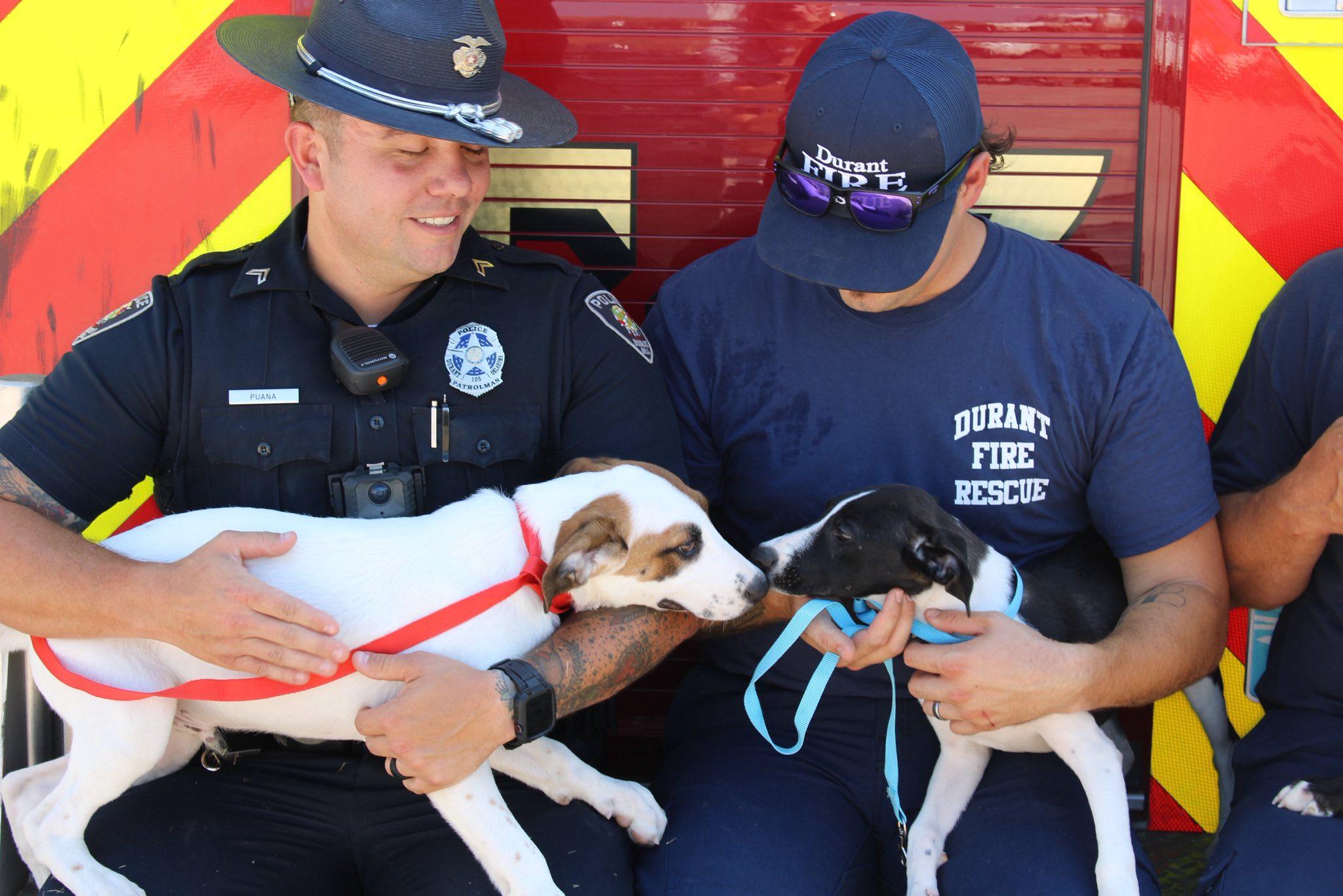 Enlarge Iron, a Adoptable Mixed Breed in Durant, OK image 4/4