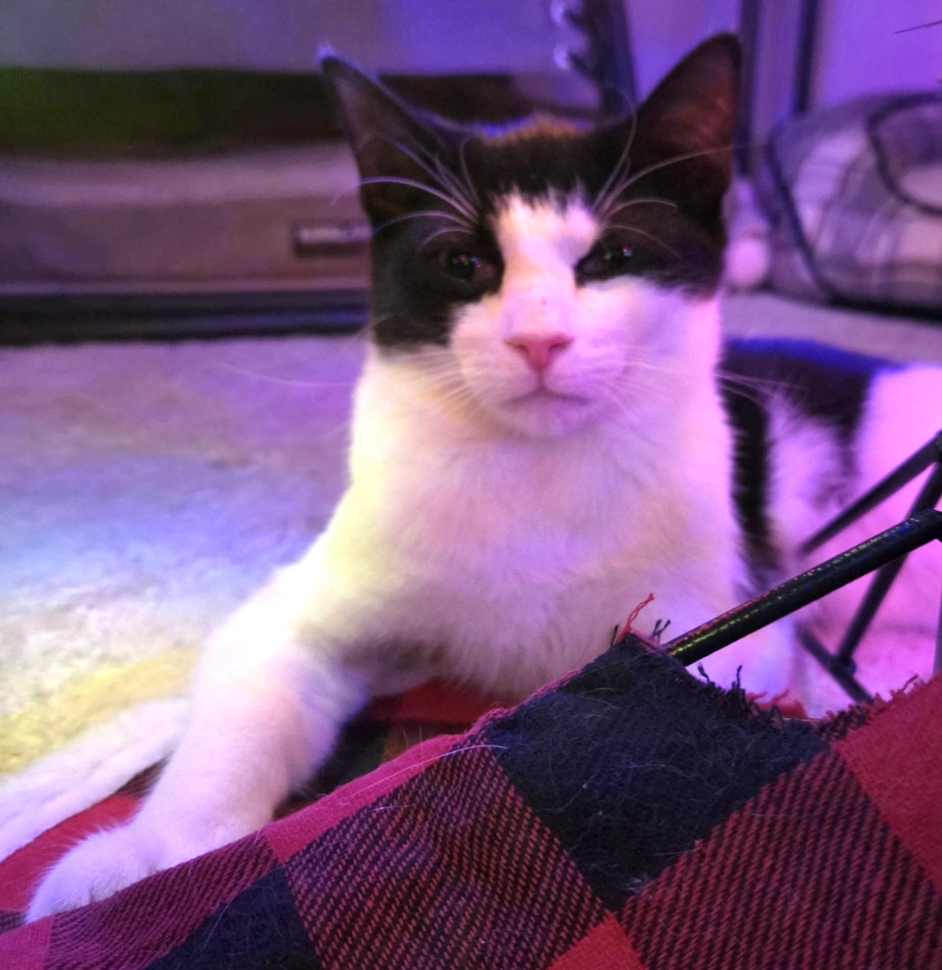 Enlarge Puffin, a ADOPTABLE mixed breed in Red Bank, NJ image 4/5