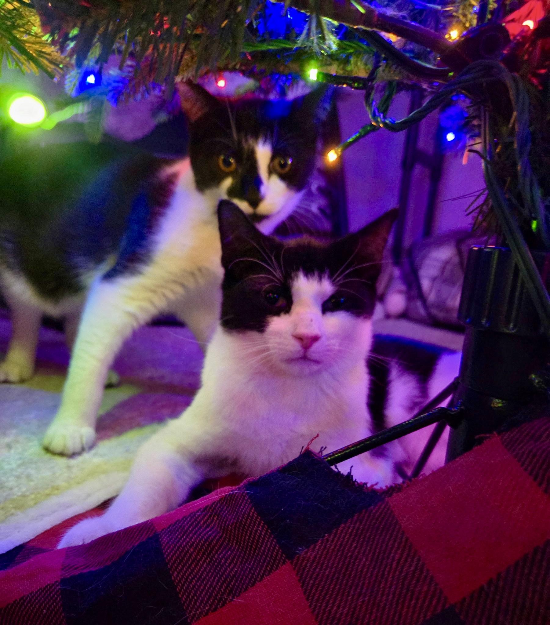 Enlarge Puffin, a ADOPTABLE mixed breed in Red Bank, NJ image 5/5