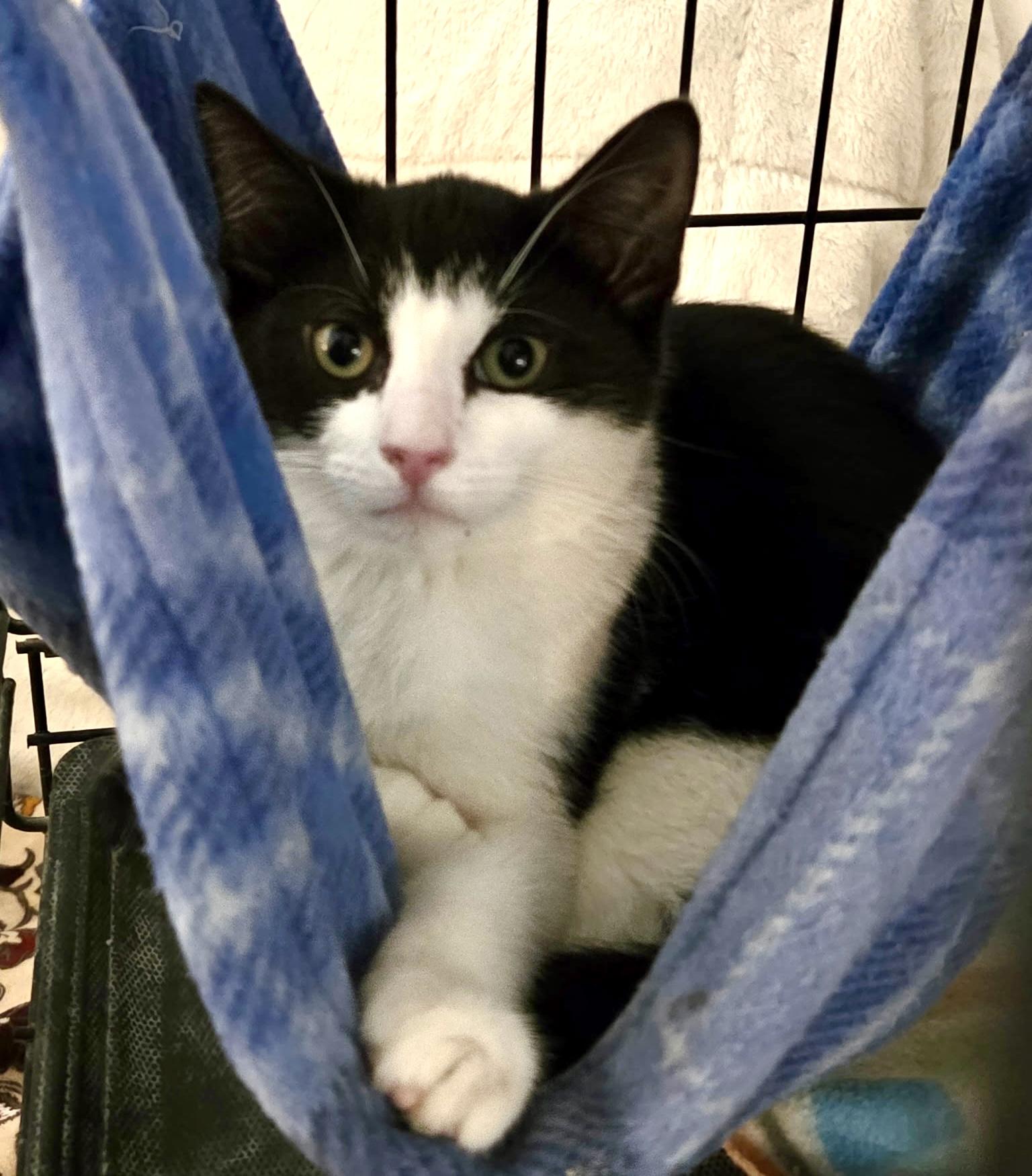 Enlarge Puffin, a ADOPTABLE mixed breed in Red Bank, NJ image 2/5