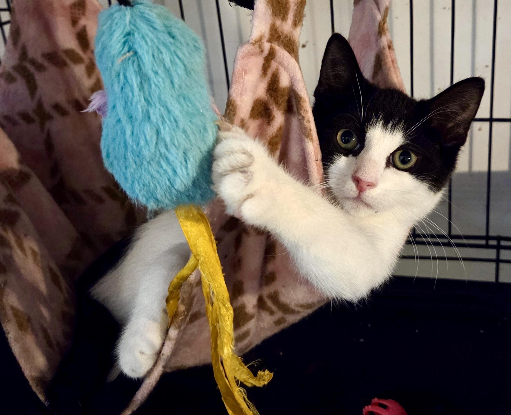 Puffin, ADOPTABLE, Young Male Domestic Short Hair.